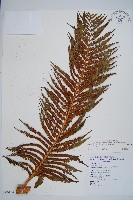 藏品(筆筒樹)的圖片