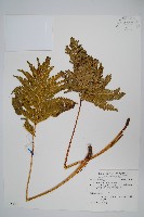 藏品(傅氏鳳尾蕨)的圖片