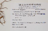 藏品(闊片烏蕨)的圖片