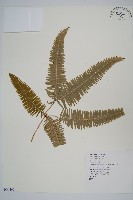 藏品(芒萁)的圖片