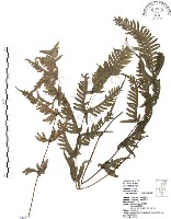 藏品(半邊羽裂鳳尾蕨)的圖片