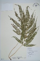 藏品(斜方複葉耳蕨)的圖片