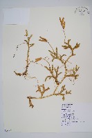 藏品(石松)的圖片