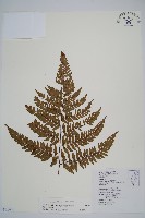 藏品(落鱗鱗毛蕨)的圖片