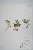 藏品(高雄卷柏)的圖片