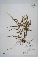 藏品(箭葉鳳尾蕨)的圖片