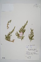 藏品(高雄卷柏)的圖片