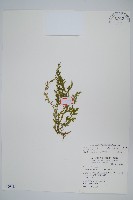 藏品(高雄卷柏)的圖片