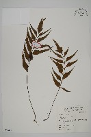 藏品(革葉鐵角蕨)的圖片