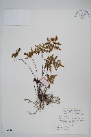 藏品(黑心蕨)的圖片