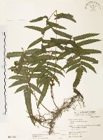 藏品(毛蕨)的圖片