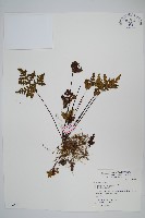 藏品(黑心蕨)的圖片