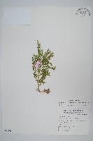 藏品(高雄卷柏)的圖片