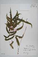 藏品(毛蕨)的圖片