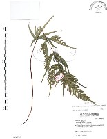 藏品(半邊羽裂鳳尾蕨)的圖片