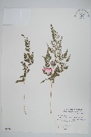 藏品(日本金粉蕨)的圖片