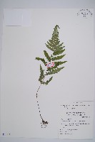 藏品(東洋蹄蓋蕨)的圖片