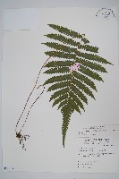 藏品(密毛毛蕨)的圖片