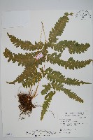 藏品(弧脈鳳尾蕨)的圖片