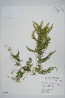 藏品(全緣卷柏)的圖片