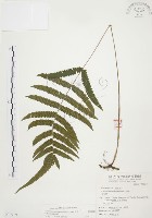 藏品(毛蕨)的圖片