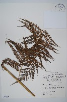 藏品(臺灣金狗毛蕨)的圖片