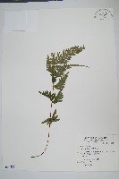 藏品(天草鳳尾蕨)的圖片