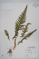 藏品(翅軸假金星蕨、短柄卵果蕨)的圖片