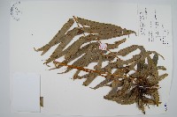 藏品(長葉腎蕨)的圖片