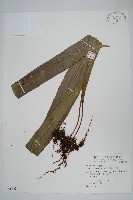 藏品(大星蕨)的圖片