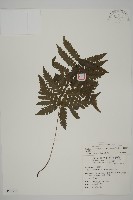 藏品(薄葉擬肋毛蕨)的圖片