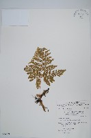 藏品(杯狀蓋陰石蕨)的圖片