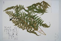 藏品(毛柄短腸蕨)的圖片