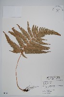 藏品(南海鱗毛蕨)的圖片