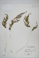 藏品(日本金粉蕨)的圖片