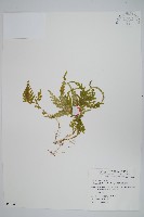 藏品(全緣卷柏)的圖片