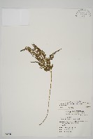 藏品(骨碎補鐵角蕨)的圖片