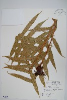 藏品(崖薑蕨)的圖片