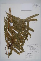 藏品(大葉毛蕨)的圖片