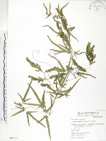 藏品(海金沙)的圖片