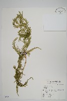 藏品(全緣卷柏)的圖片