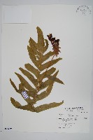 藏品(槲蕨)的圖片