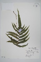 藏品(毛蕨)的圖片