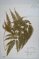 藏品(弧脈鳳尾蕨)的圖片