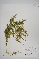 藏品(全緣卷柏)的圖片