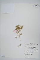 藏品(異葉卷柏)的圖片