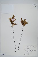 藏品(黑心蕨)的圖片