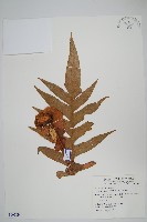 藏品(連珠蕨)的圖片