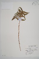 藏品(鞭葉耳蕨)的圖片