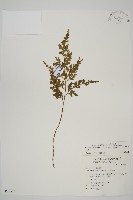 藏品(骨碎補鐵角蕨)的圖片